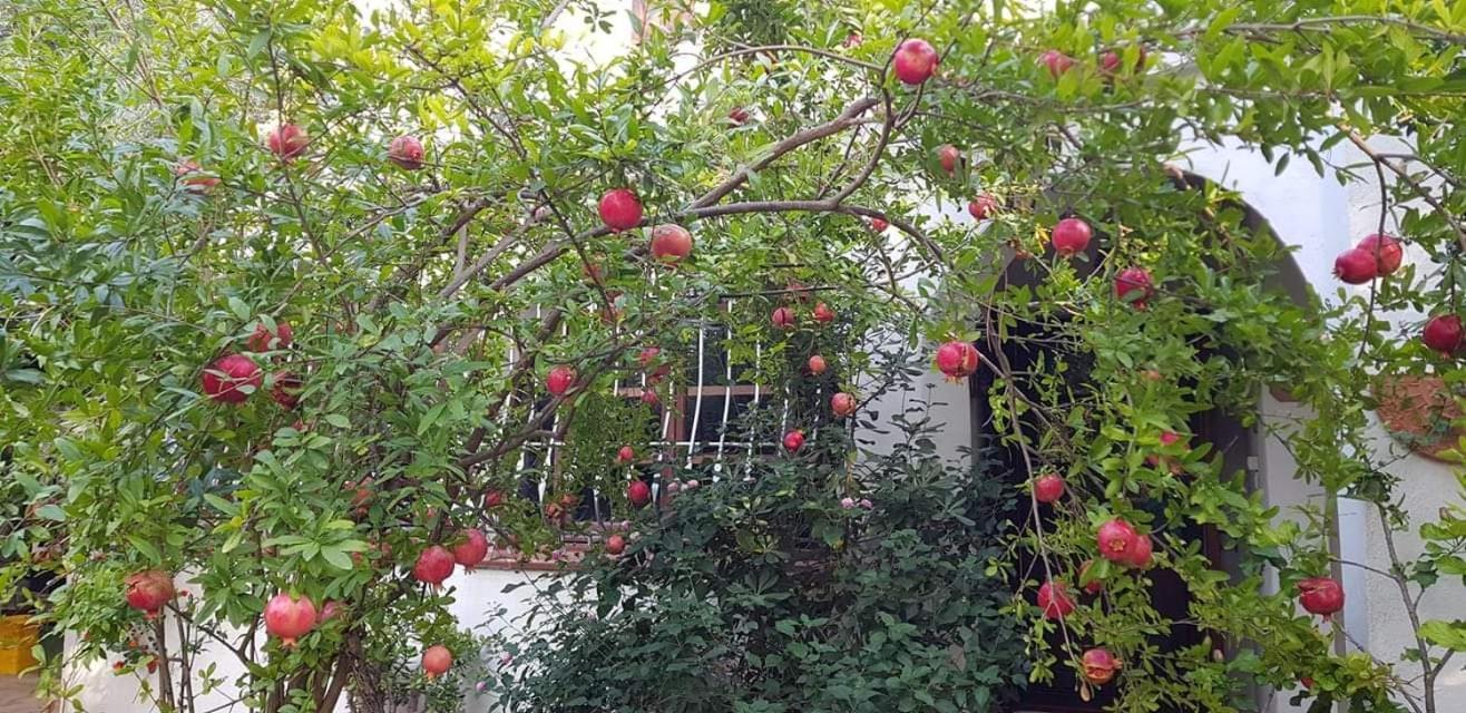 Il Giardino Di Frafa Homestay *